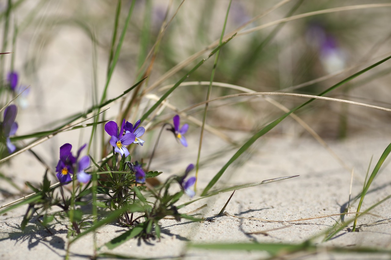 flower  sand  grass free photo