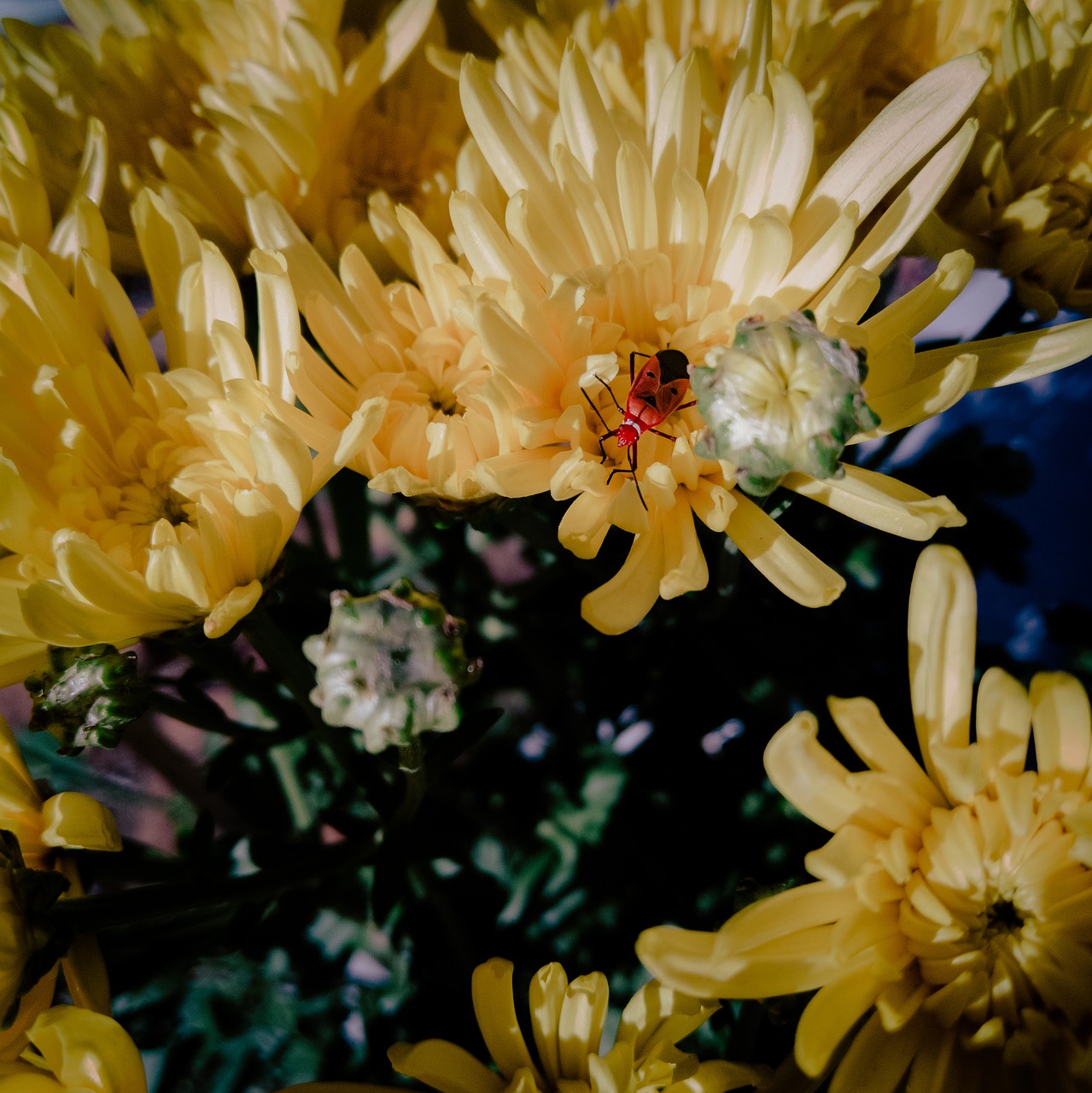 flower  insects  blooming free photo