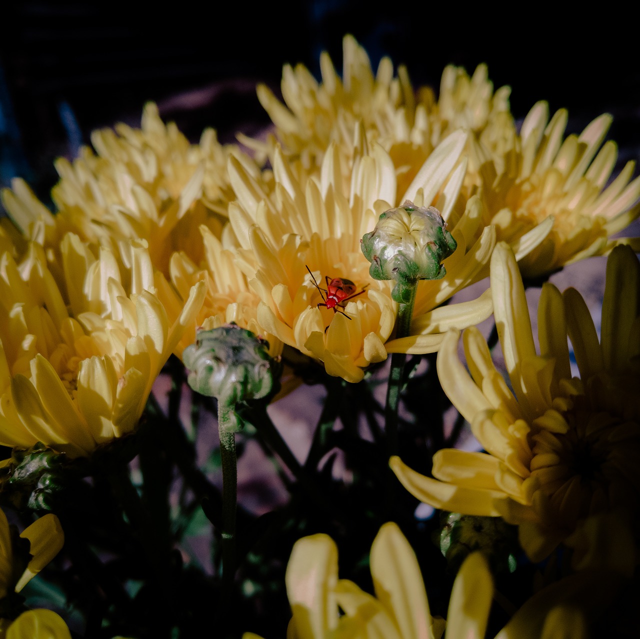 flower  insects  blooming free photo