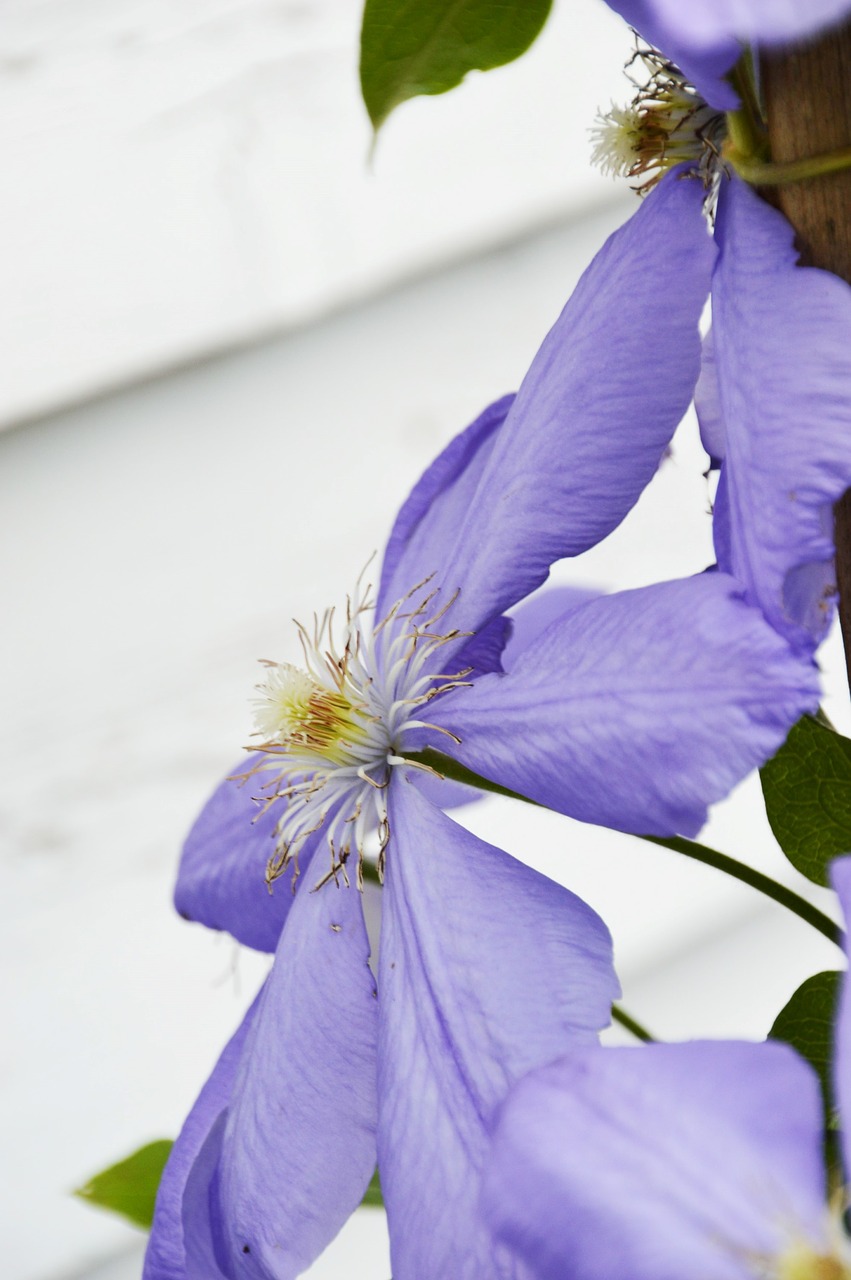 flower  purple  petal free photo