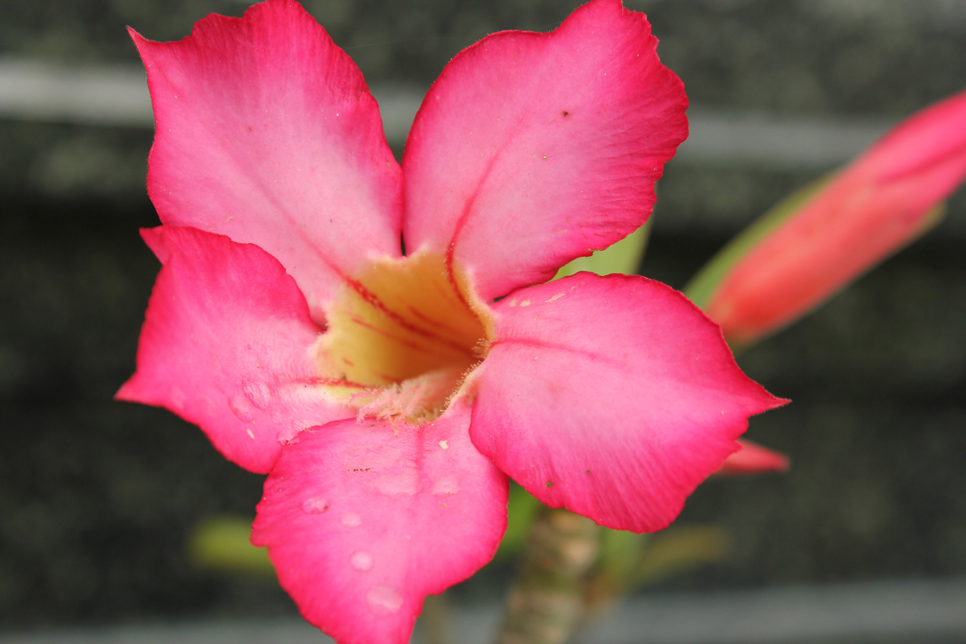 pink flower with raindrops pink flower flower free photo