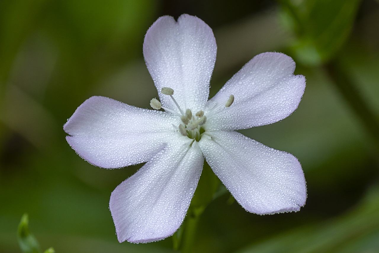 flower  bloom  white free photo