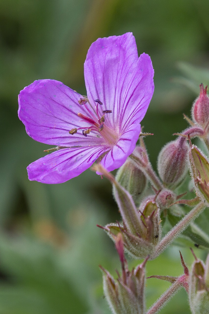 flower  purple  blossom free photo