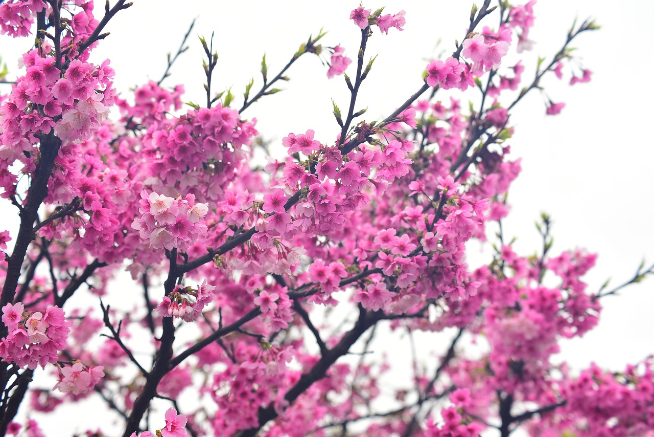 flower  plant  cherry blossom free photo