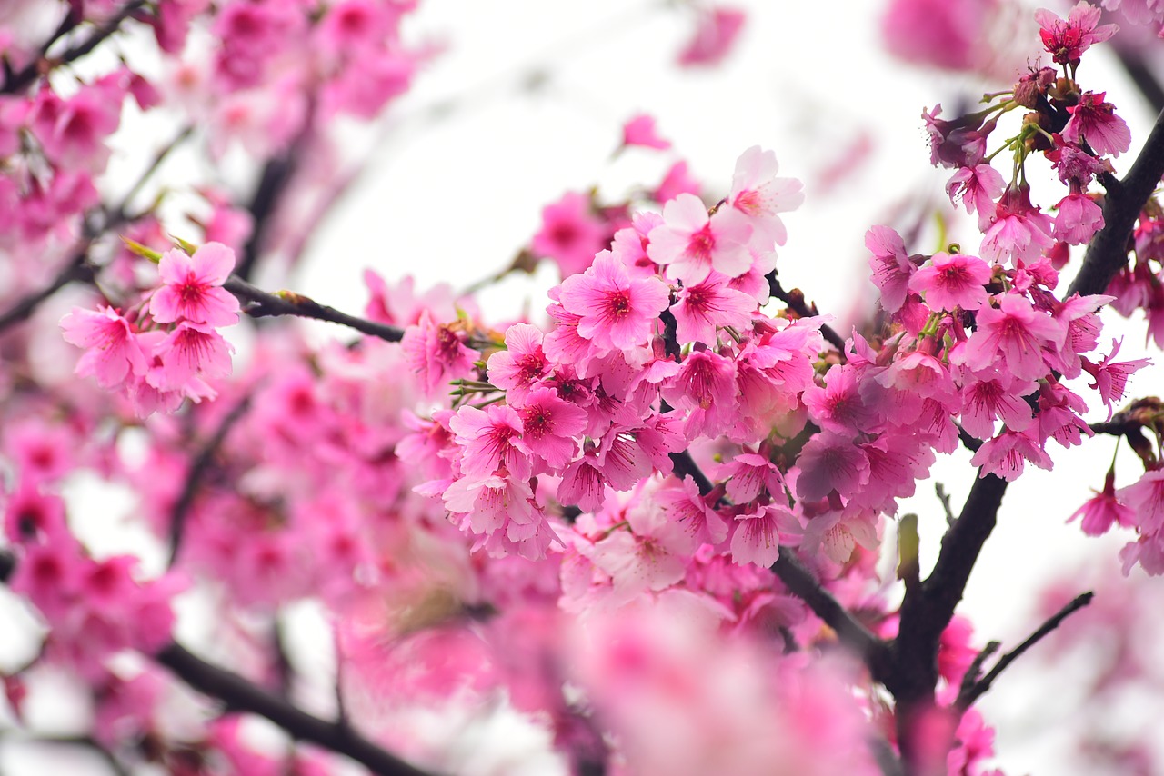 flower  plant  cherry blossom free photo