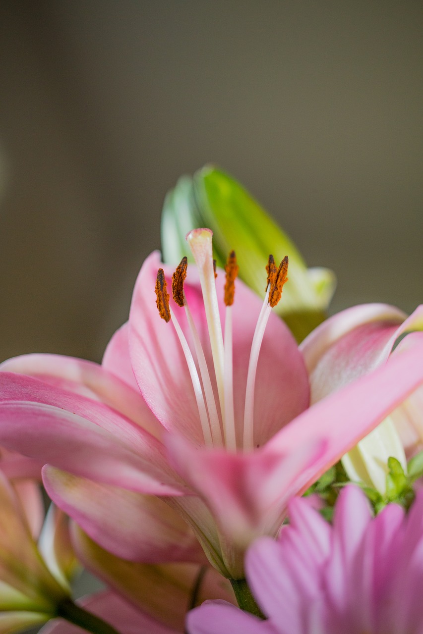 flower  pink  blossom free photo