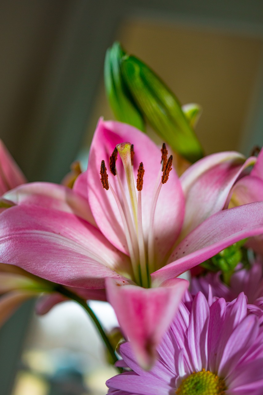 flower  pink  blossom free photo