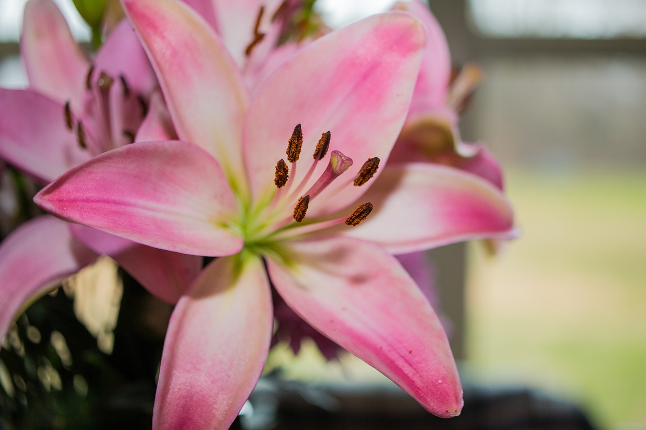 flower  pink  blossom free photo