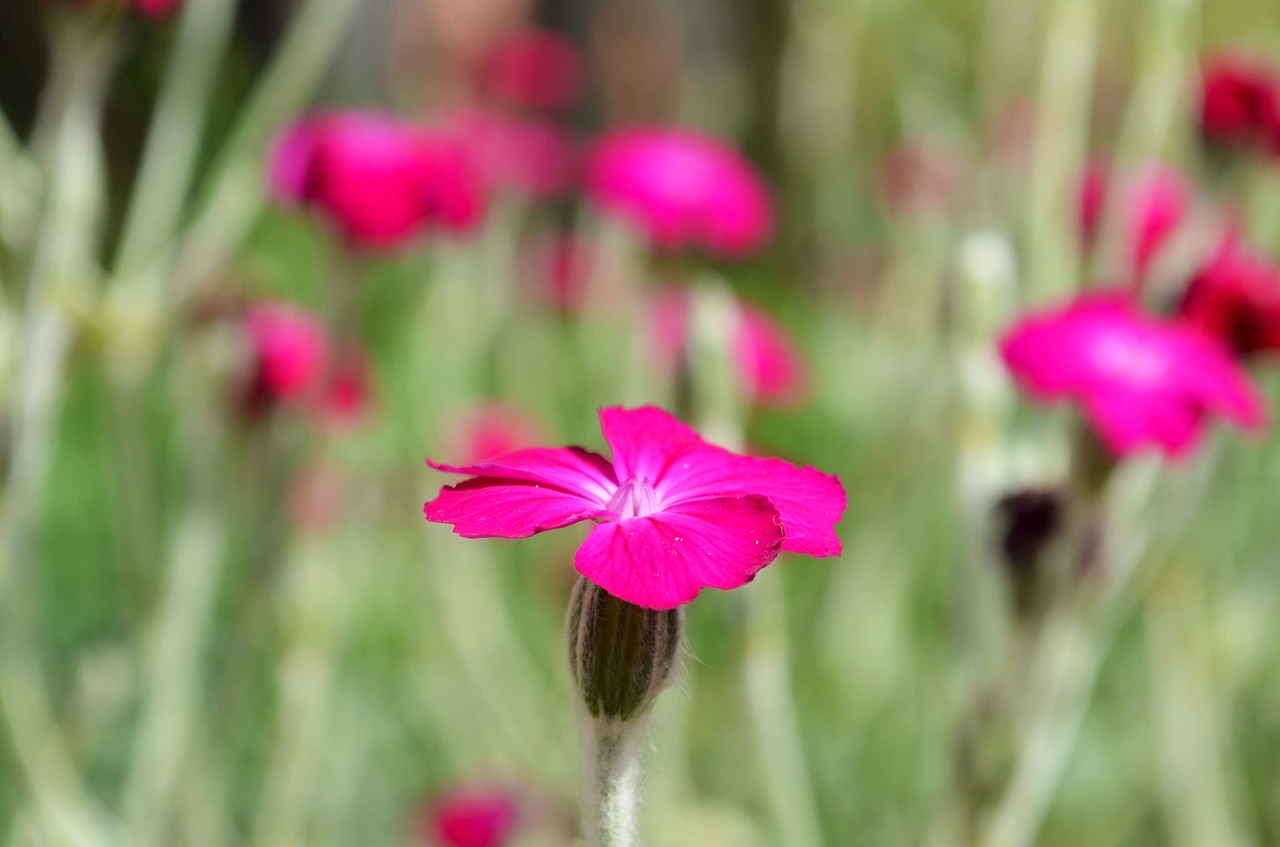 flower flower meadow nature free photo