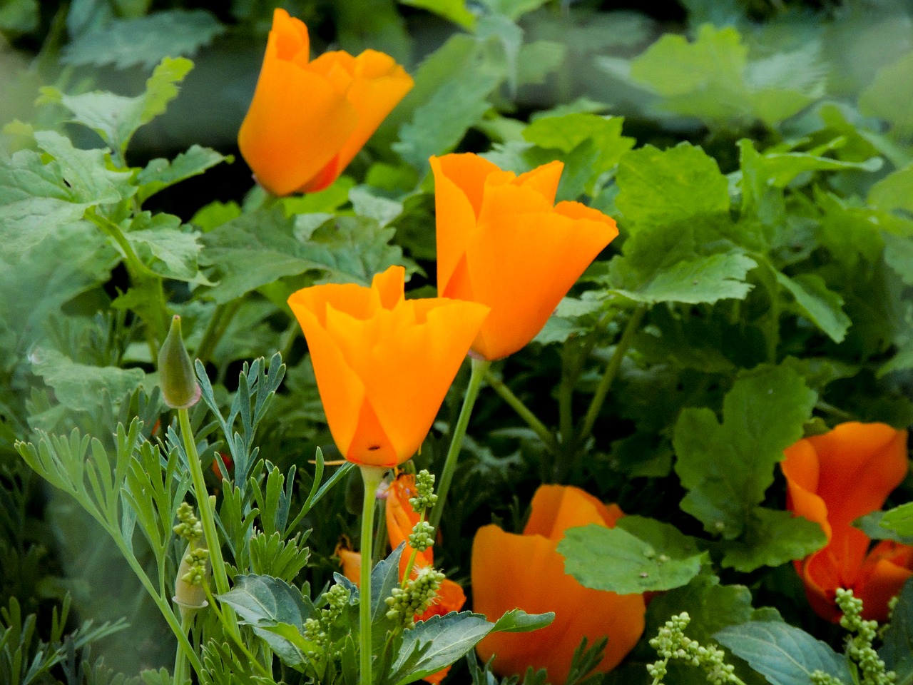 flower  flora  california poppy free photo