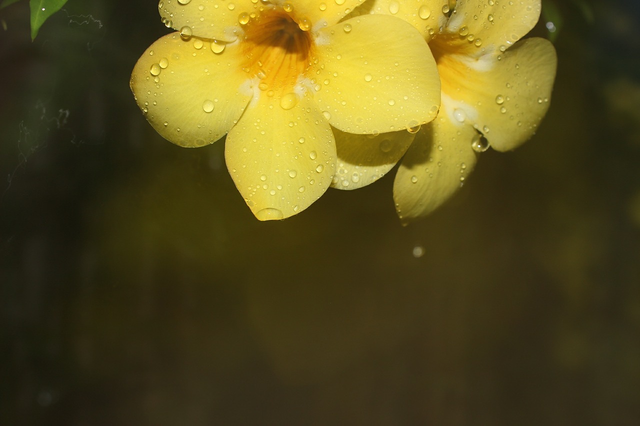 flower bloom blooming free photo