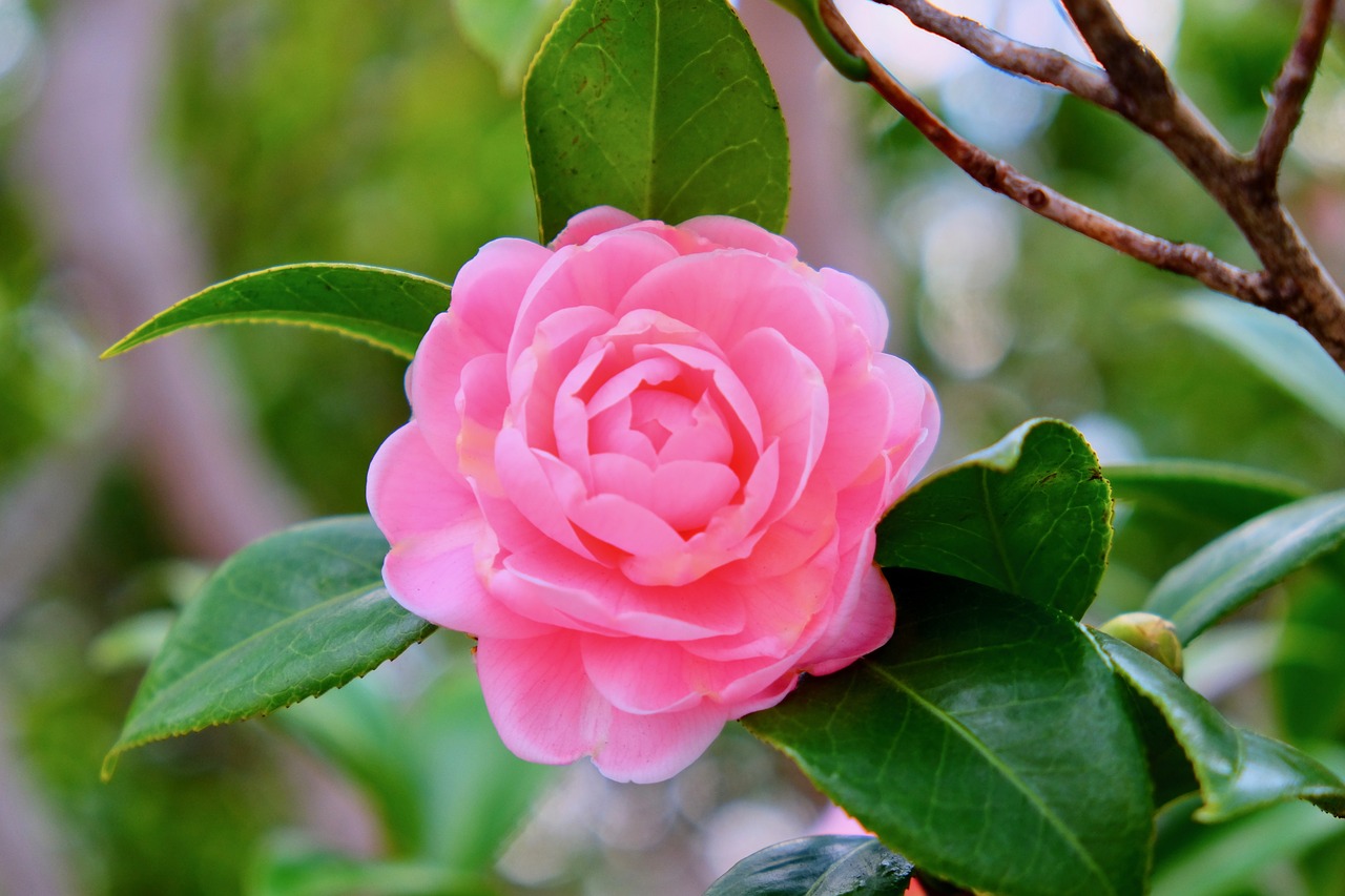 flower  camellia  branches free photo