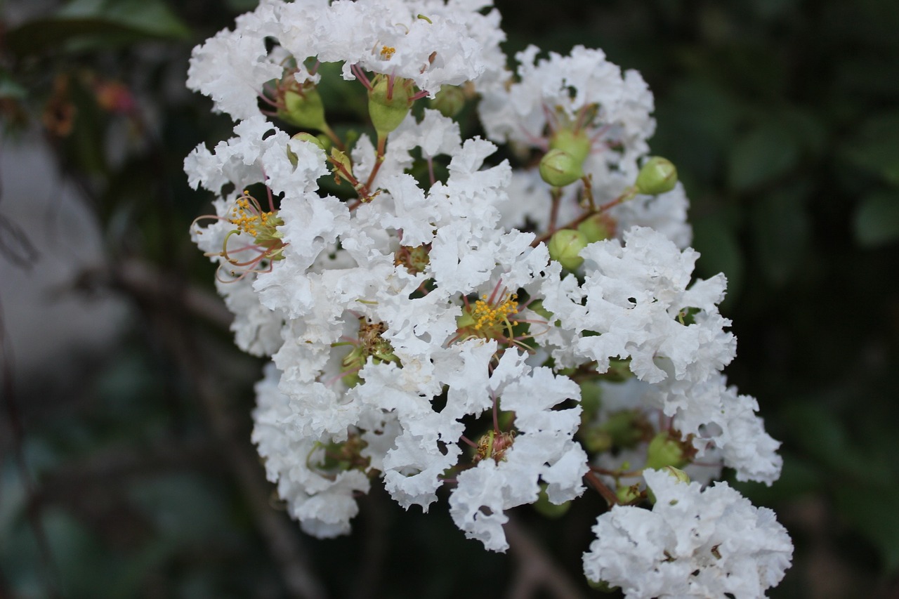 flower flora blossom free photo