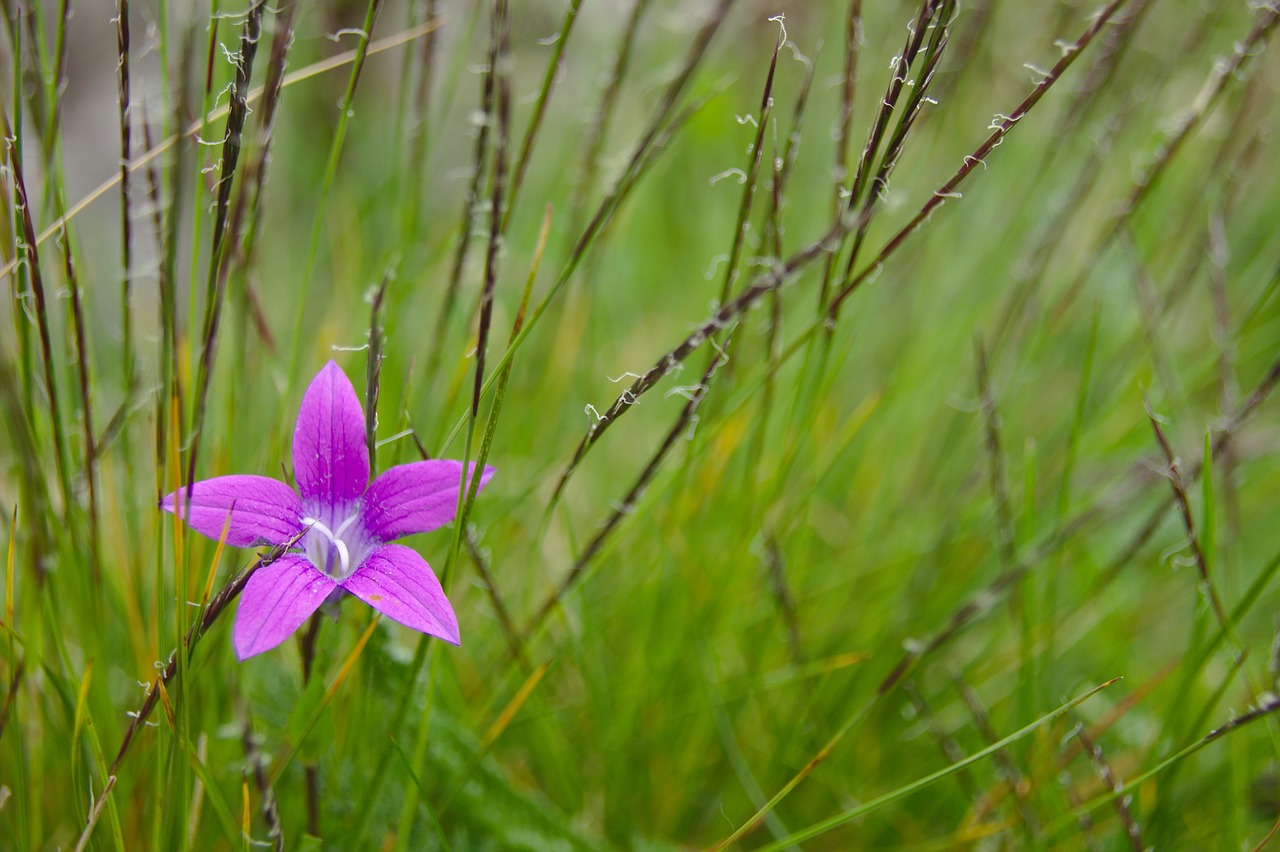 flower  mov  spring free photo