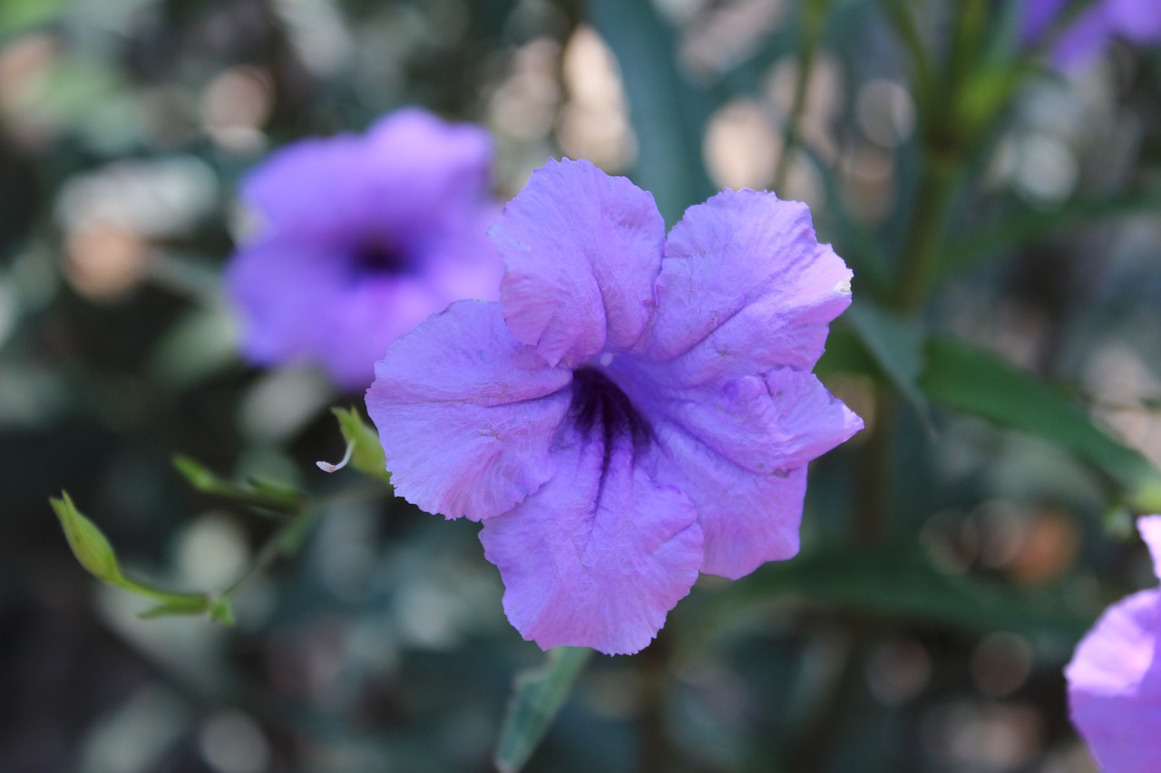 flower bloom blooming free photo