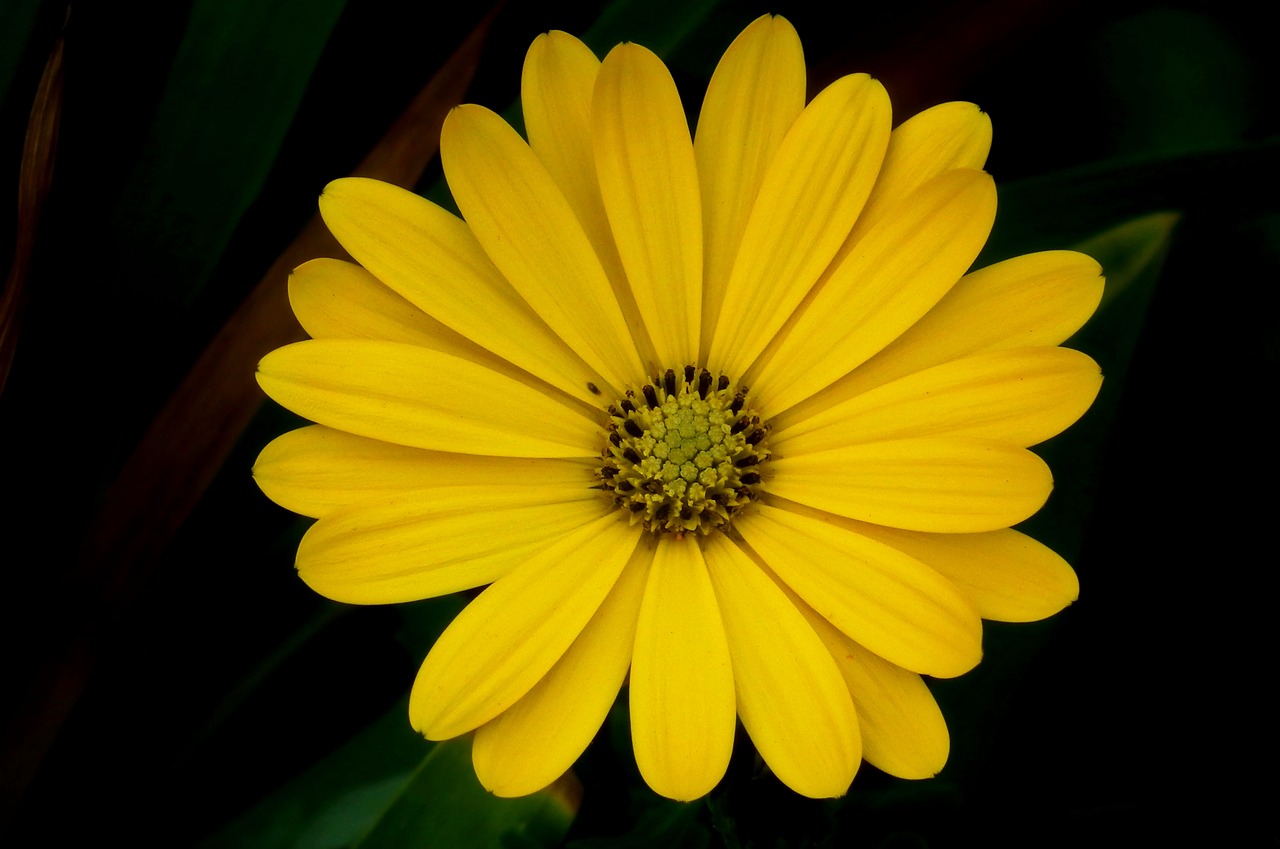 flower  yellow  nature free photo