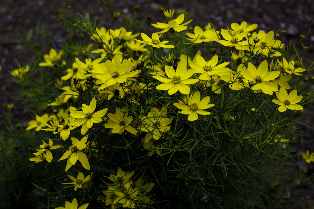 flower yellow nature free photo