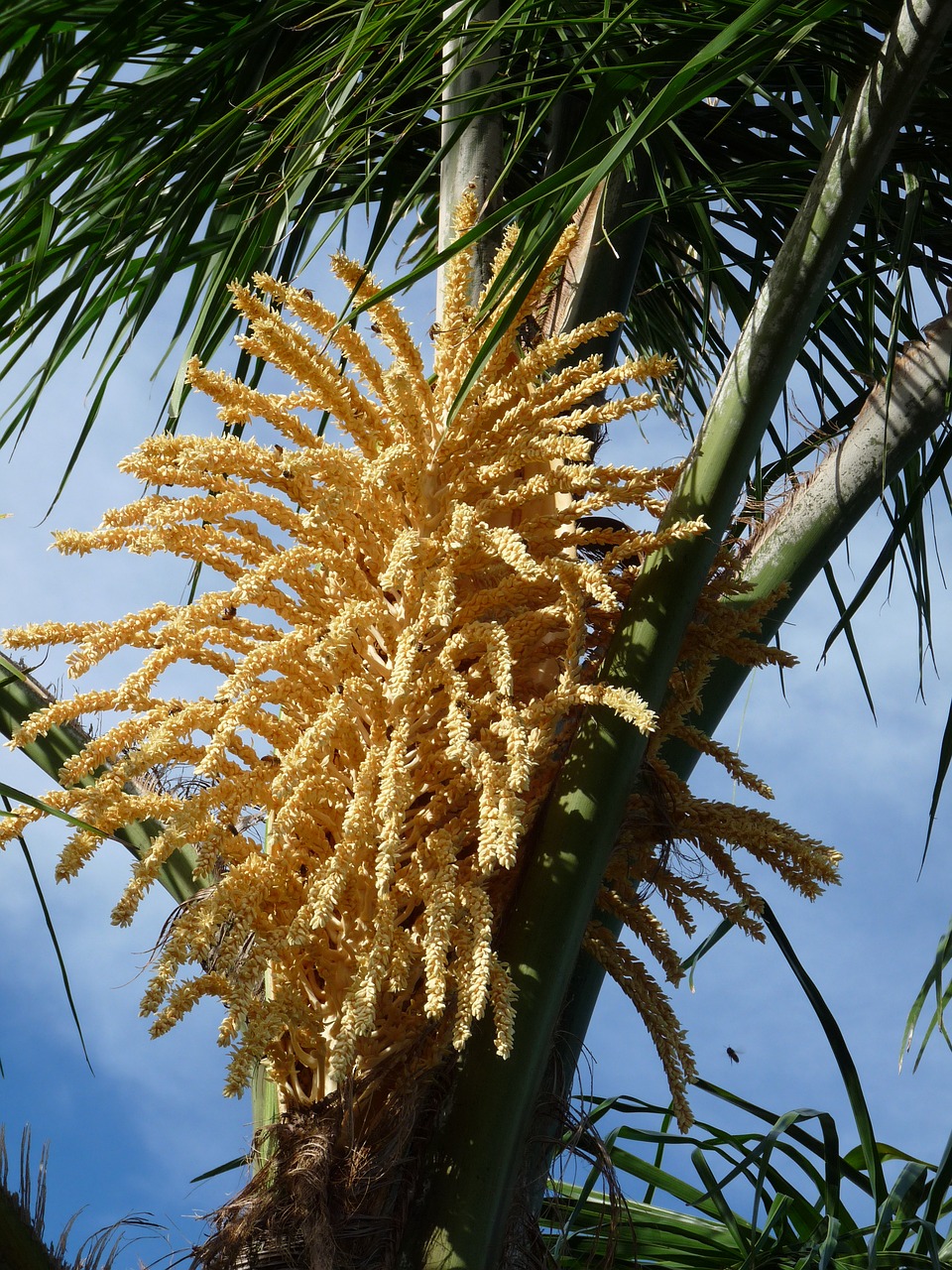 flower  palm  tree free photo