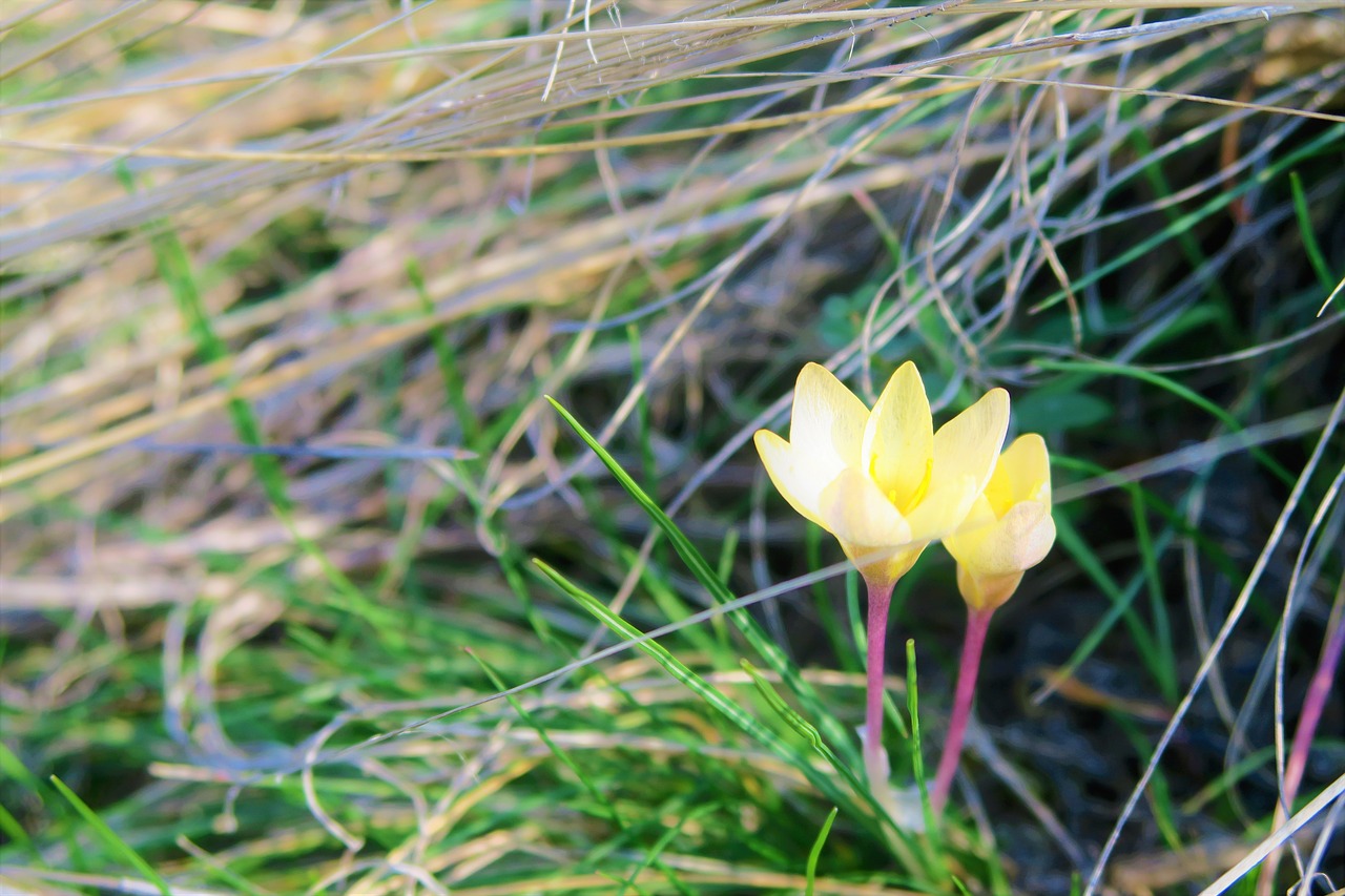 flower  crocus  spring free photo