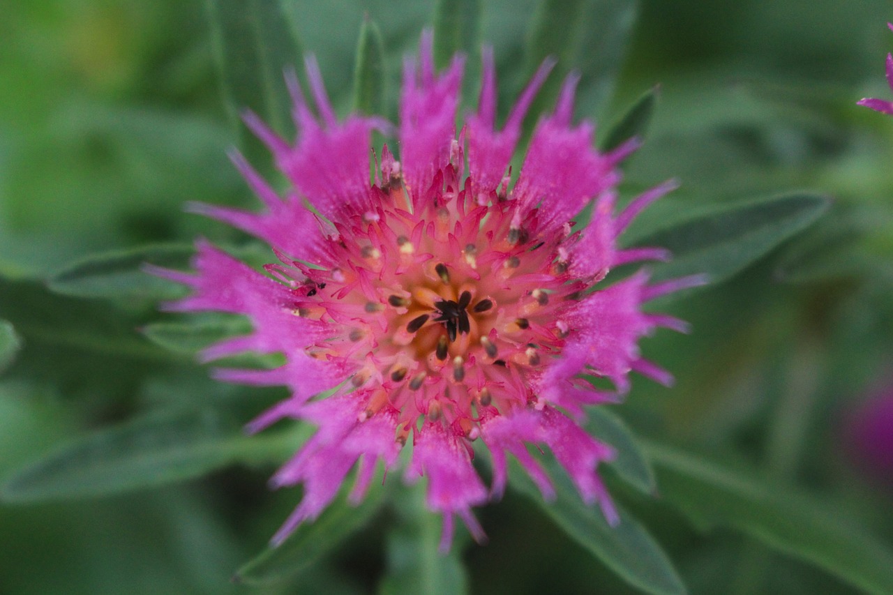 flower  purple  pink free photo