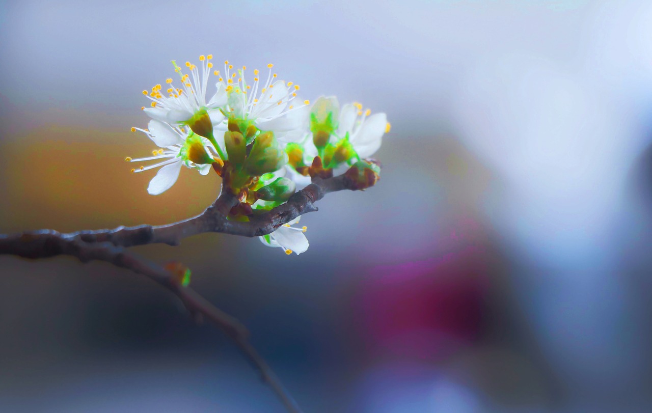 flower  blooming  blossom free photo