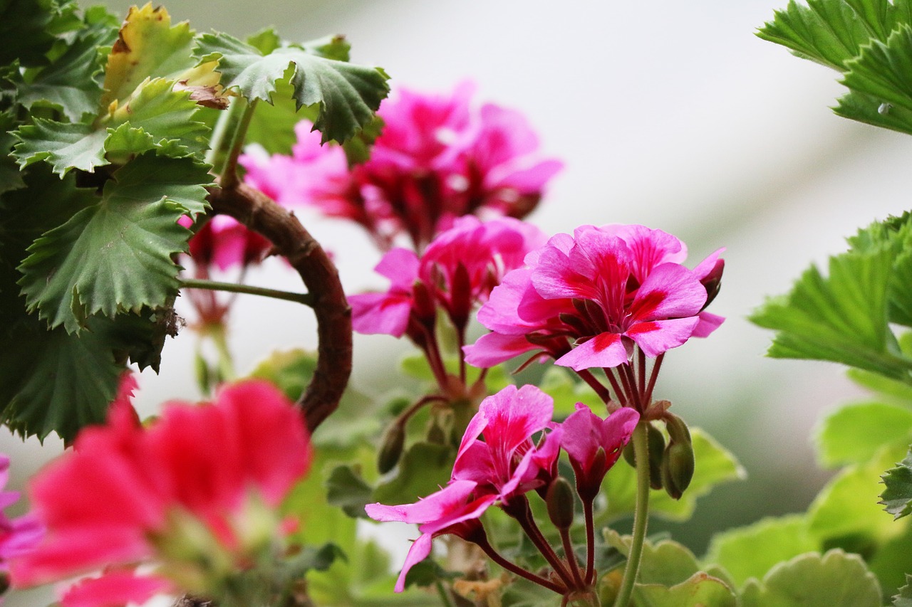 flower  geranium  bloom free photo