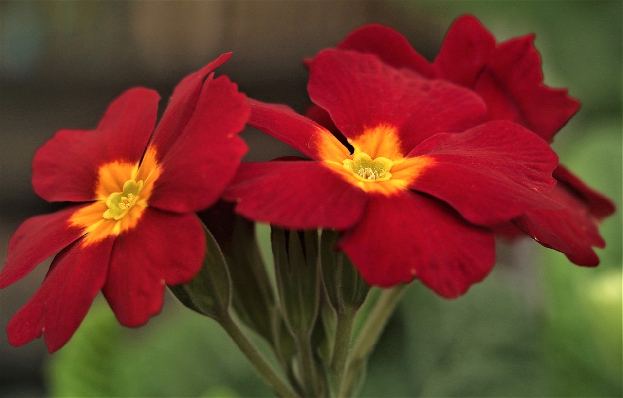 flower  lily  floral free photo