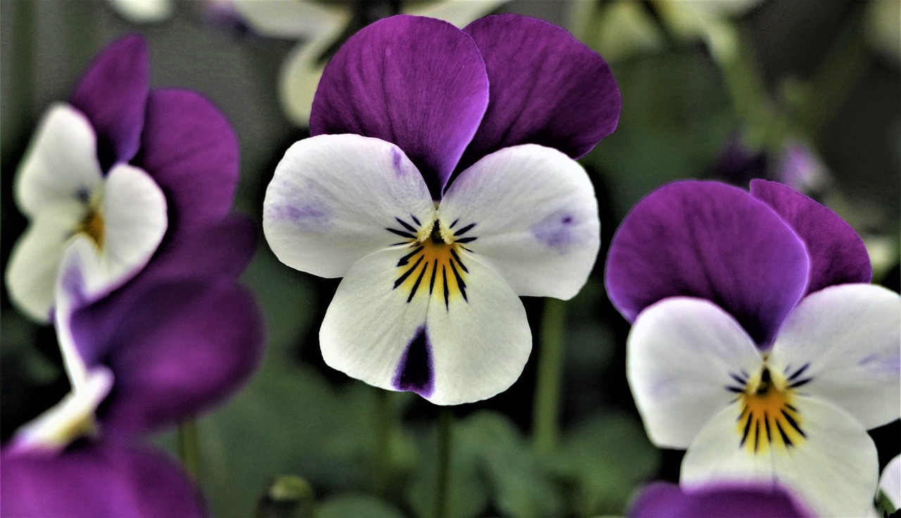 flower  lily  floral free photo