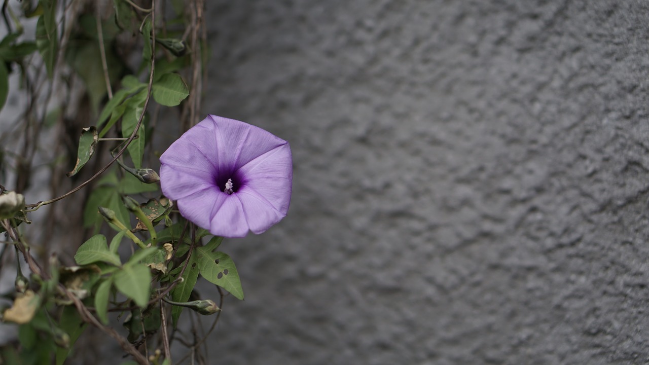 flower  petunia  purple free photo