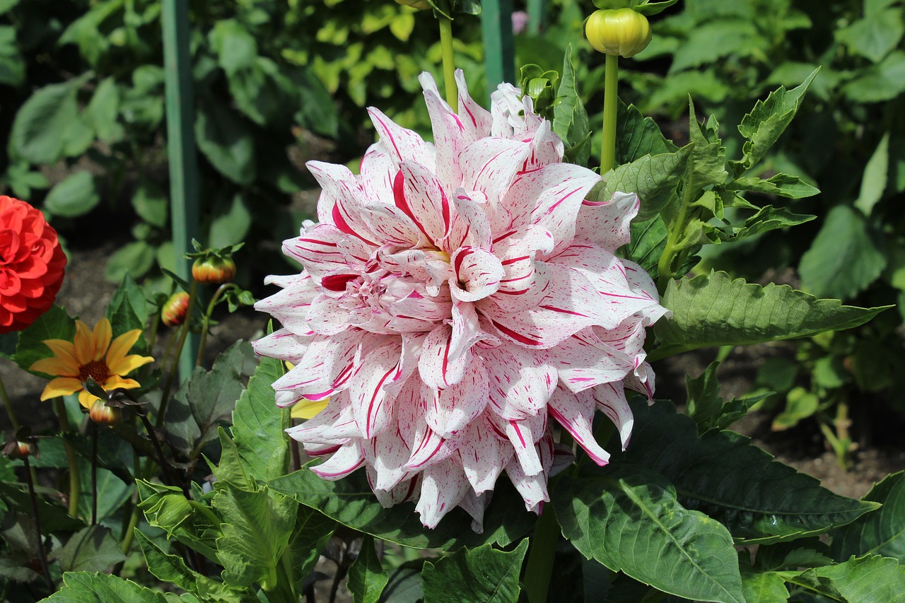 flower  pink  foreground free photo