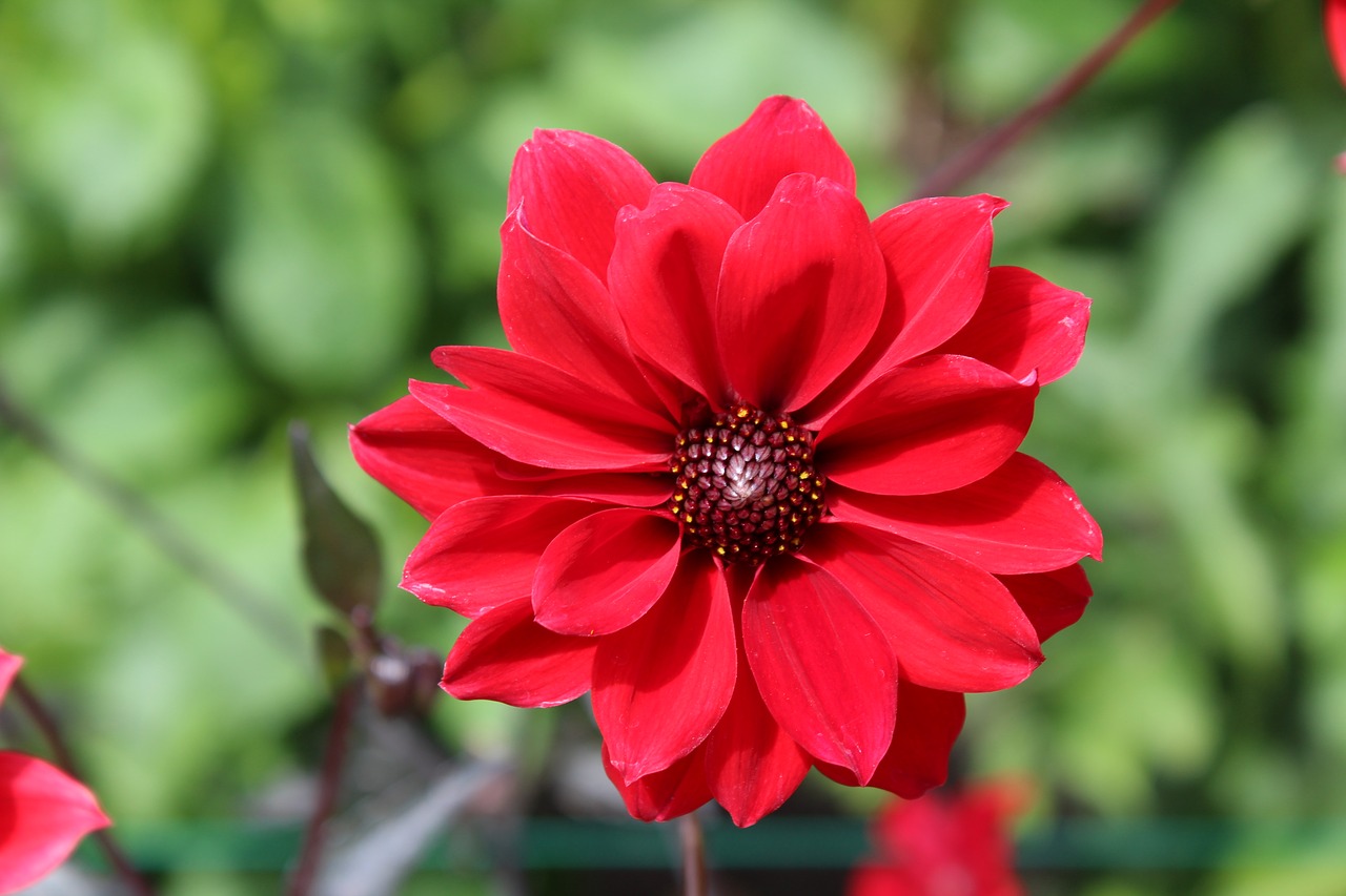 flower  closeup  red free photo