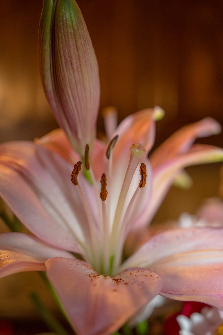 flower  pink  blossom free photo