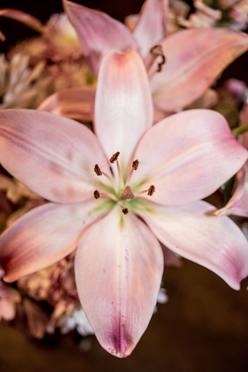 flower  pink  blossom free photo