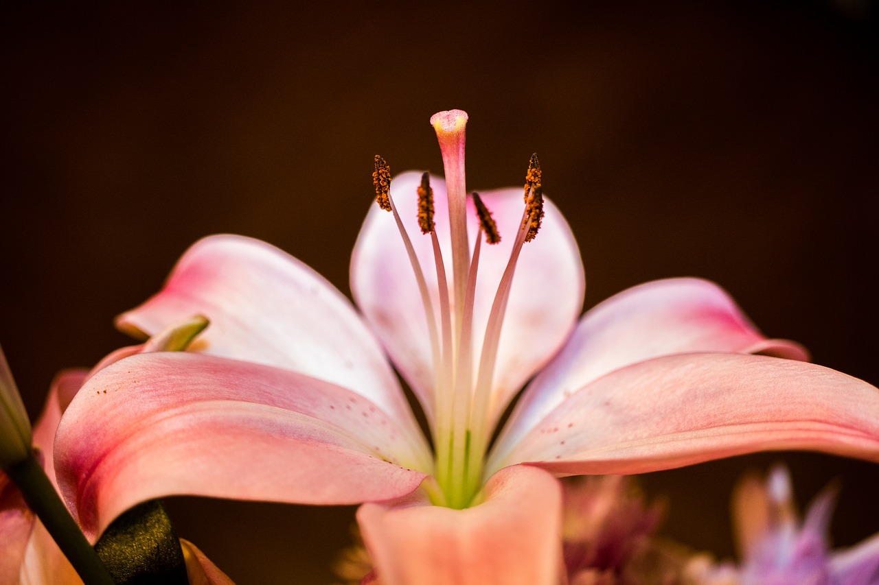 flower  pink  blossom free photo