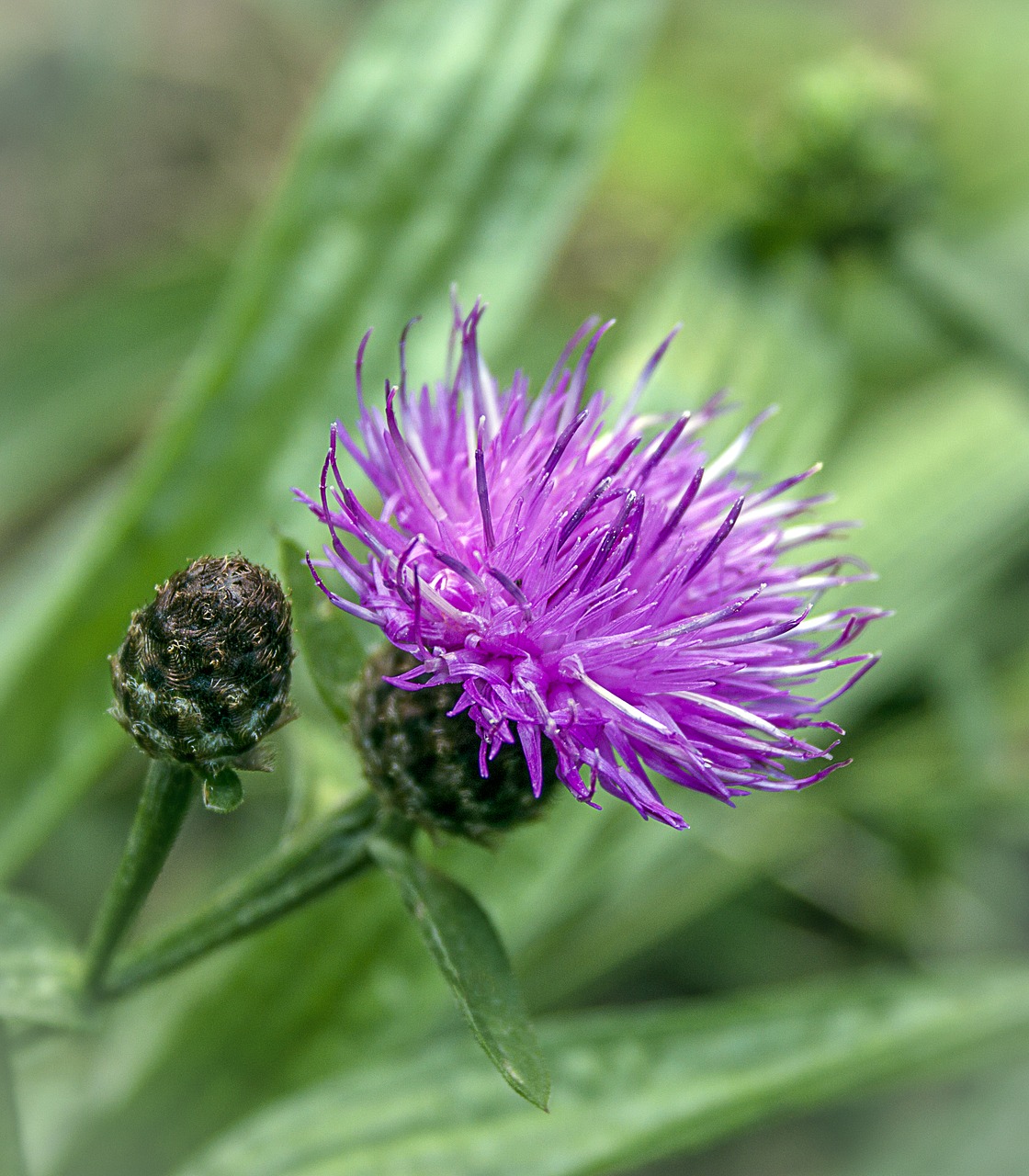 flower  spring  bloom free photo