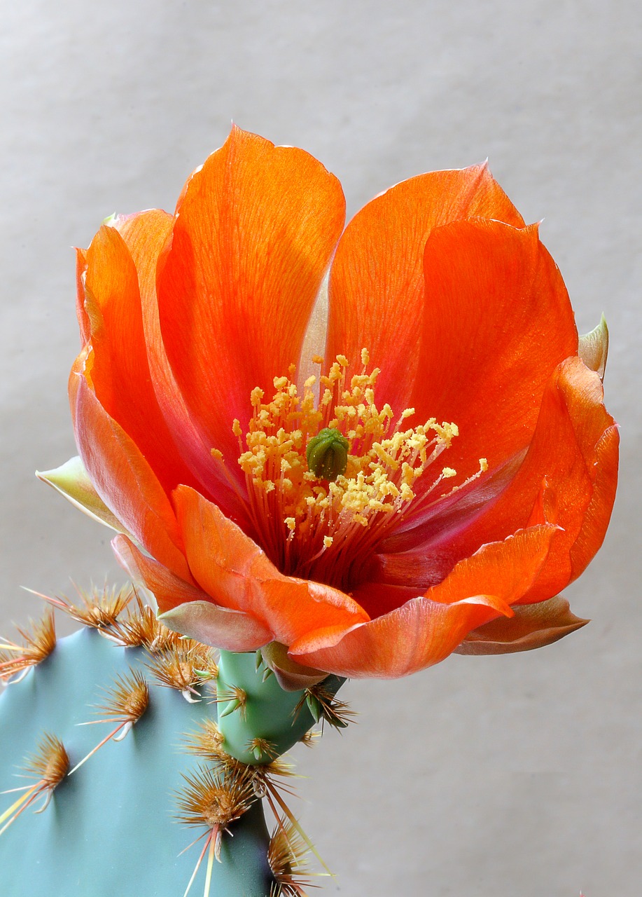 flower  cactus  opuntia free photo