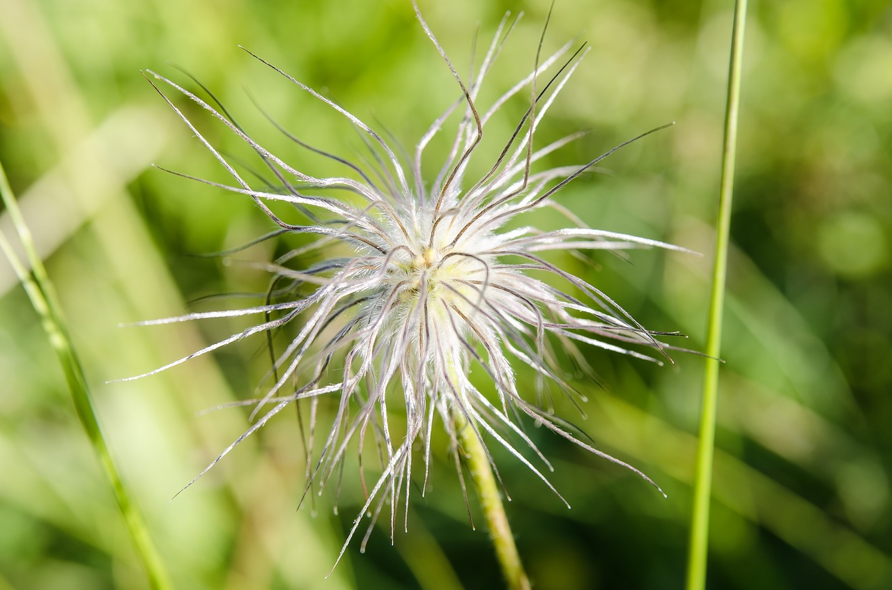 flower  blossom  bloom free photo