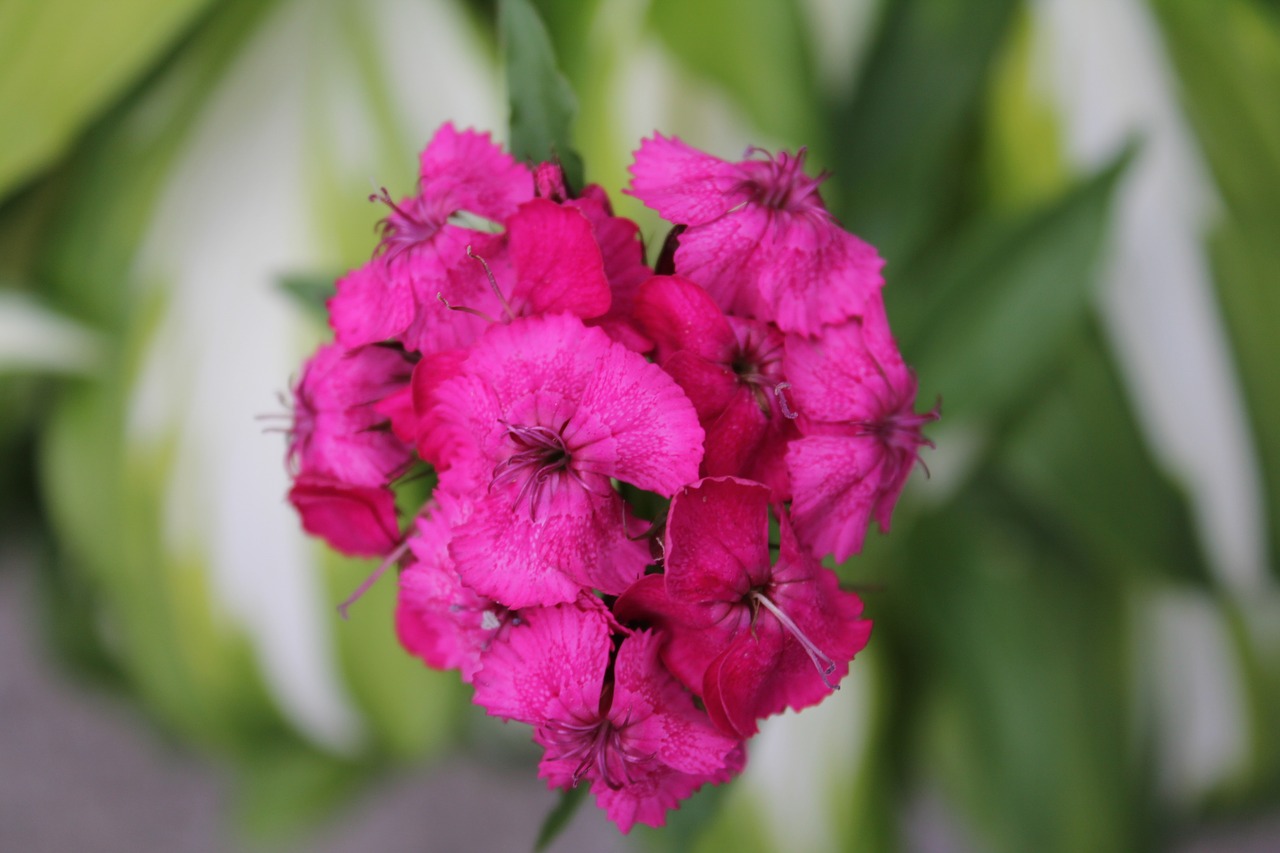 flower  pink  blossom free photo