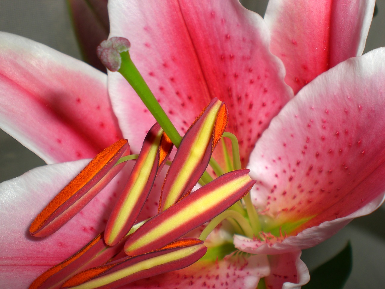 flower lily pink free photo