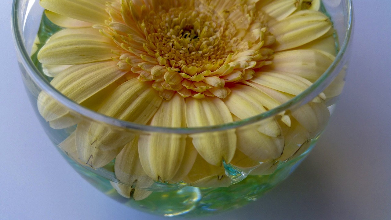 flower  vase  decoration free photo
