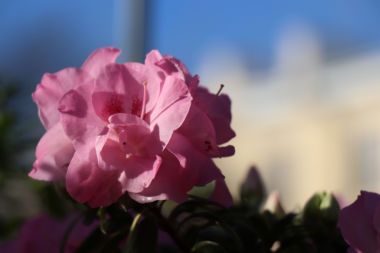 flower  pink  flowers free photo