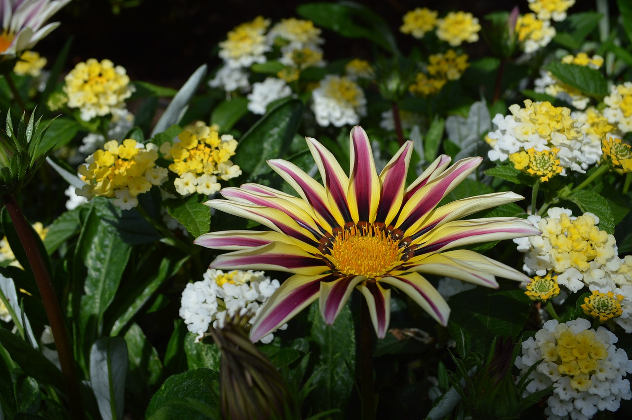 flower  beauty  yellow free photo