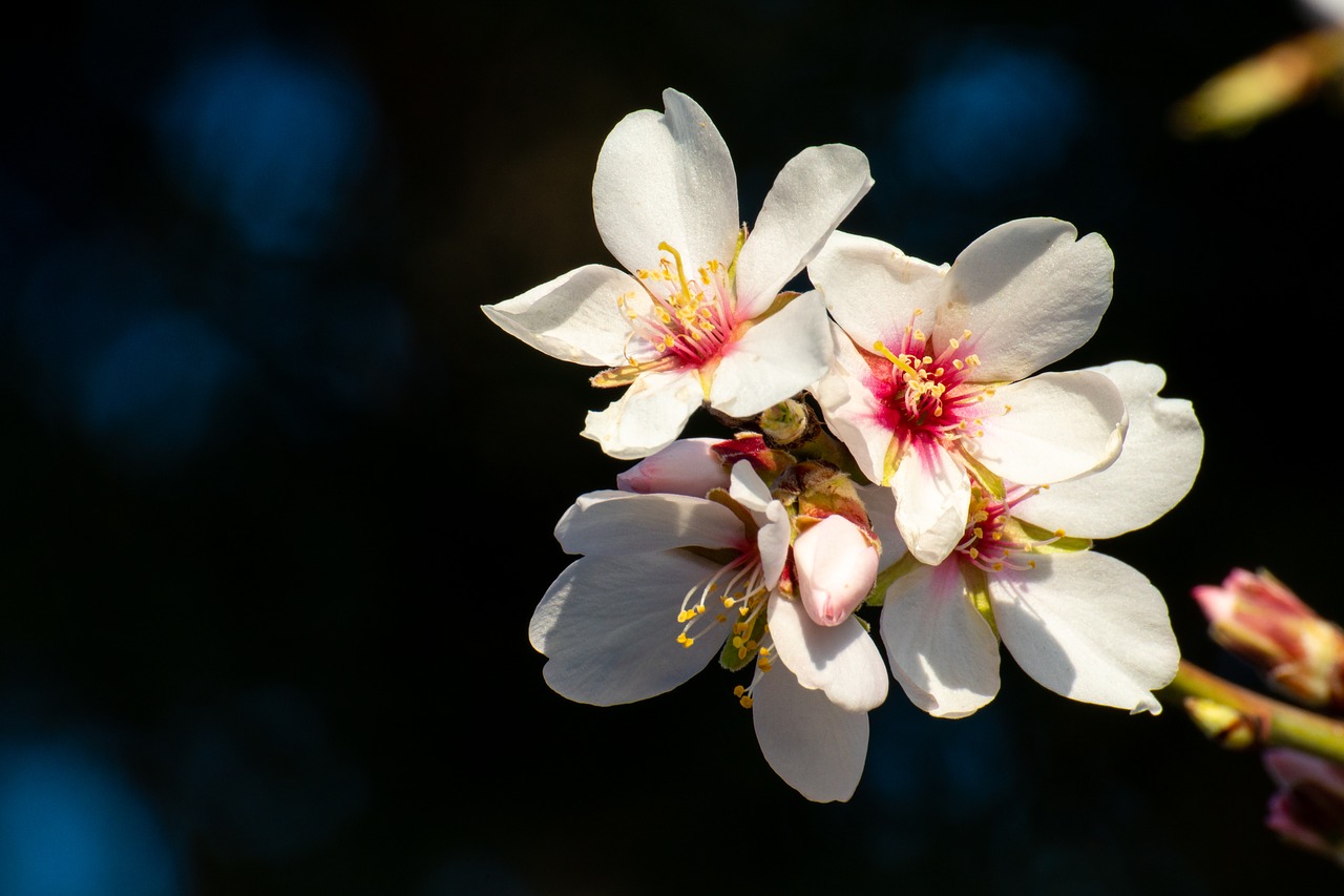 flower  almond tree  white free photo