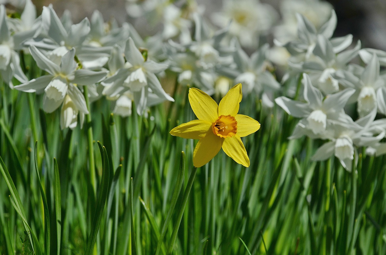 flower daffodil easter lily free photo