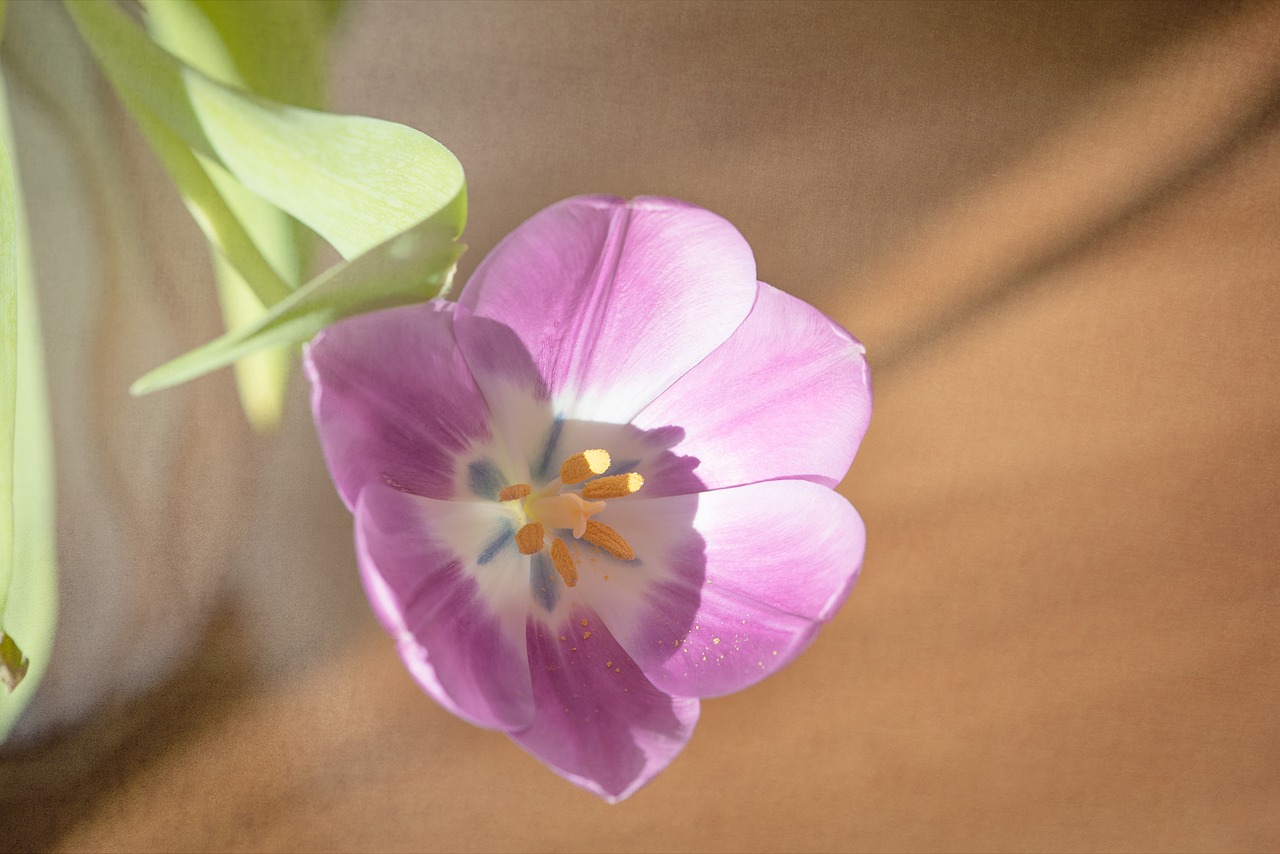 flower  tulip  pink free photo