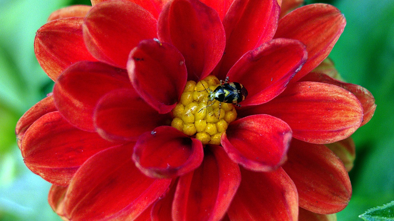 flower  spring  red free photo