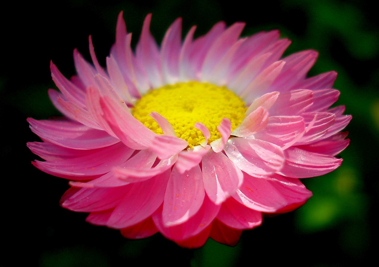 flower  spring  daisy free photo