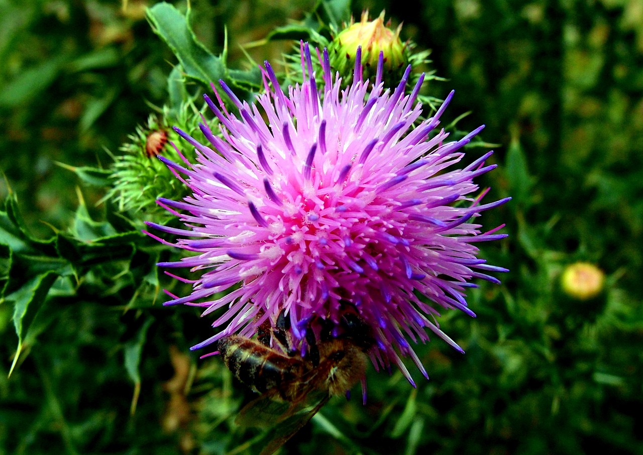 flower  thistle  pink free photo