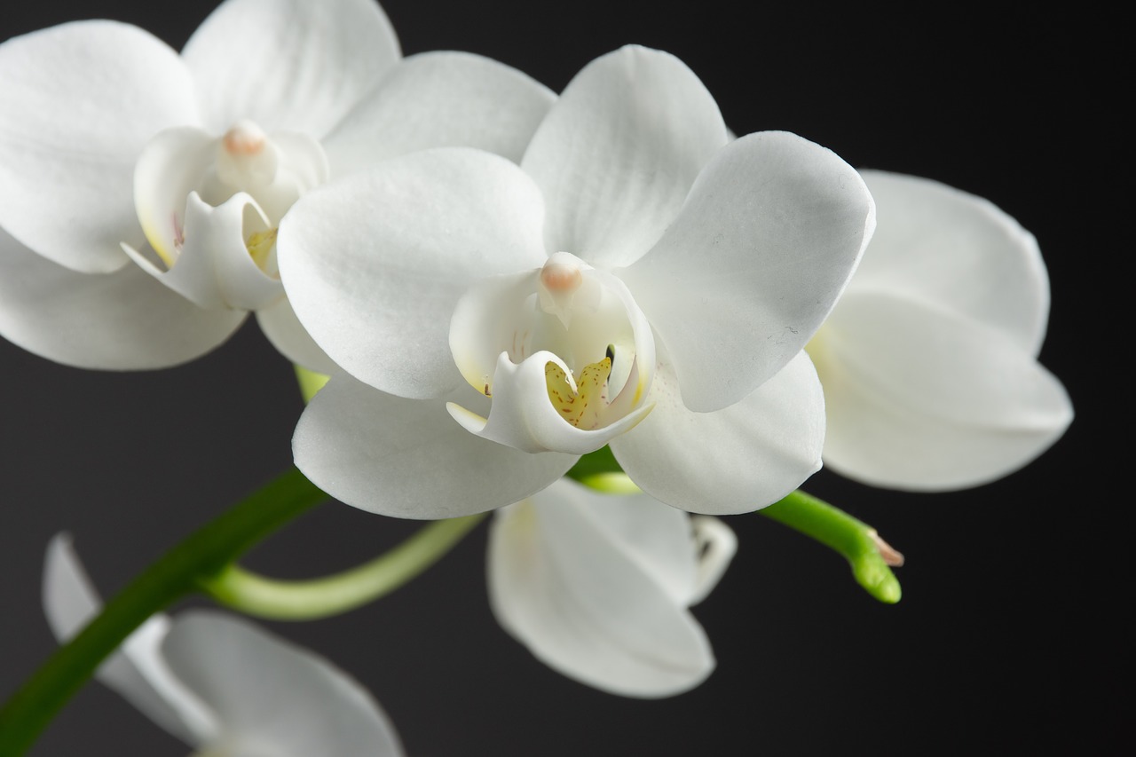 flower  nature  orchid free photo