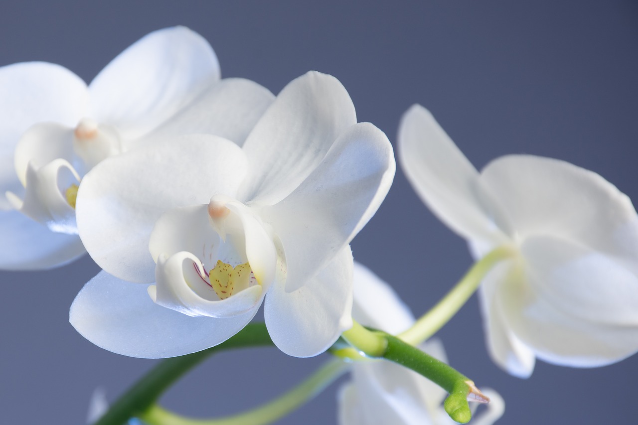 flower  nature  orchid free photo